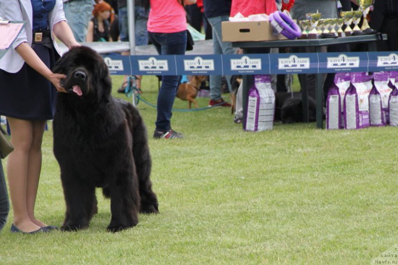 Фото: ньюфаундленд Allegro Con Brio Dinastiya Soverchenstva (Аллегро Кон Брио Династия Совершенства)
