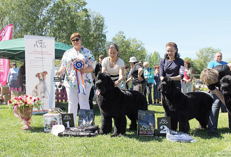 Фото: ньюфаундленд Beguschaya po Volnam Shaman (Бегущая по Волнам Шаман), ньюфаундленд Beguschaya po Volnam Harizma (Бегущая по Волнам Харизма)