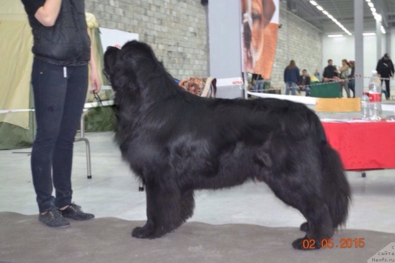 Фото: ньюфаундленд Akvian Song Insayd Mi Vord (Аквиан Сонг Инсайд Ми Ворд)