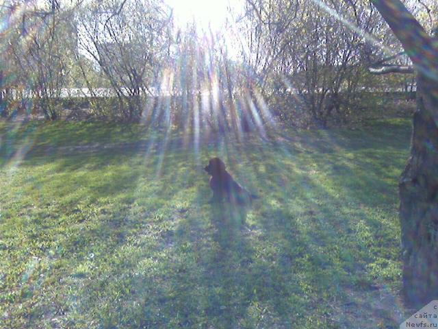 Фото: ньюфаундленд Azazel' Nejnyiy Cvetok (Азазель Нежный Цветок)