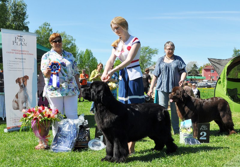 Фото: ньюфаундленд Beguschaya po Volnam Harizma (Бегущая по Волнам Харизма)