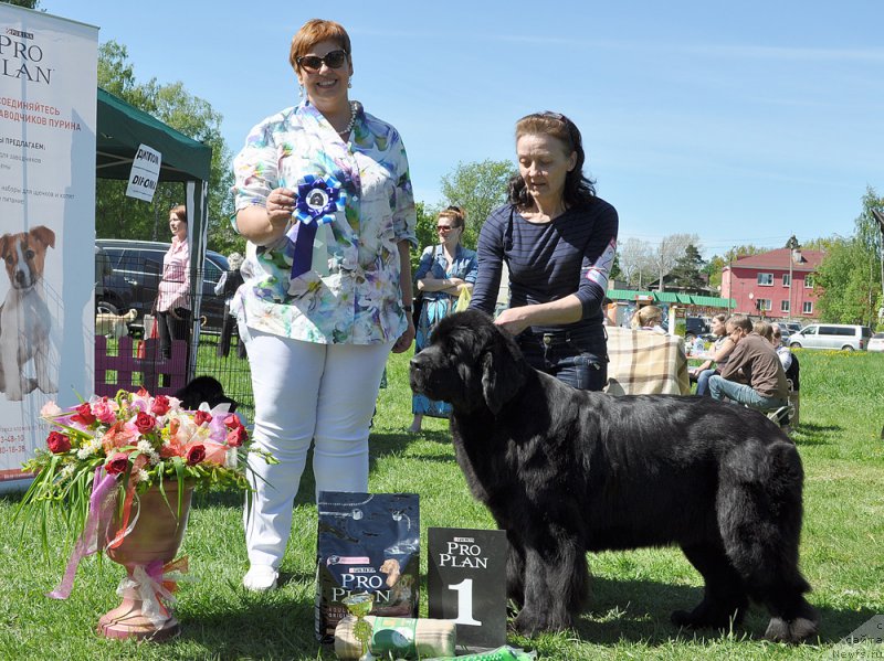 Фото: ньюфаундленд Beguschaya po Volnam Harizma (Бегущая по Волнам Харизма)
