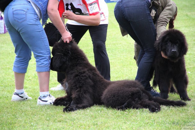 Фотография № 182984