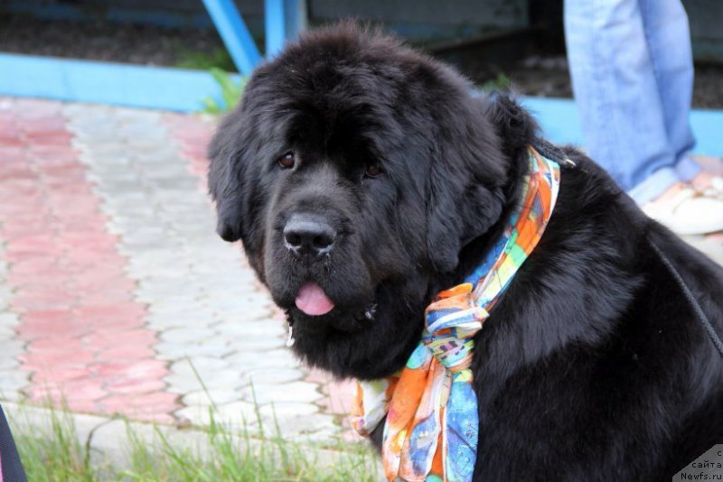 Фотография № 182988