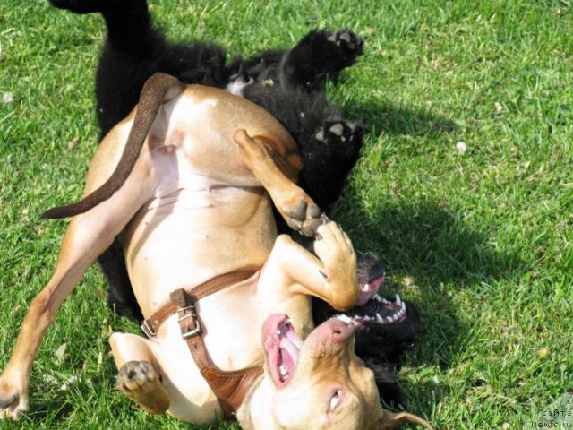 Фото: ньюфаундленд Azazel' Nejnyiy Cvetok (Азазель Нежный Цветок)