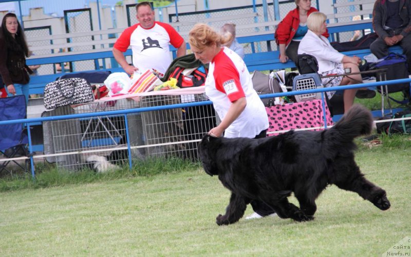 Фото: ньюфаундленд Beguschaya po Volnam Hasta la Vista (Бегущая по Волнам Хаста ла Виста)