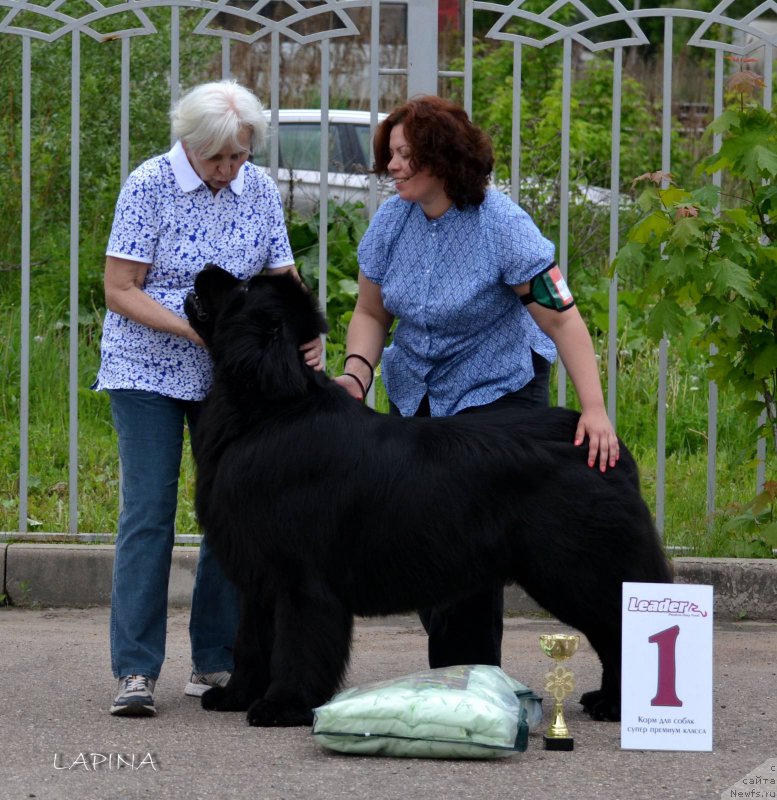 Фото: ньюфаундленд Chisty Brilliant Amigo (Чистый Бриллиант Амиго), Oksana SHevchuk (Оксана Шевчук)