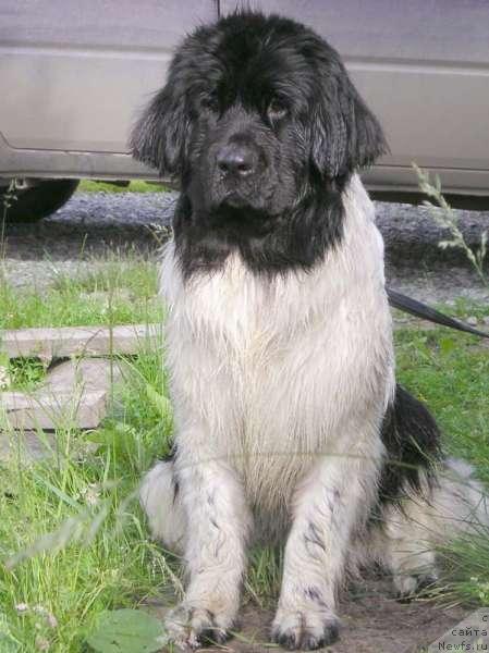 Фото: ньюфаундленд Fiamettahauz Vinland Princess (Фиаметтахауз Винланд Принцесс)