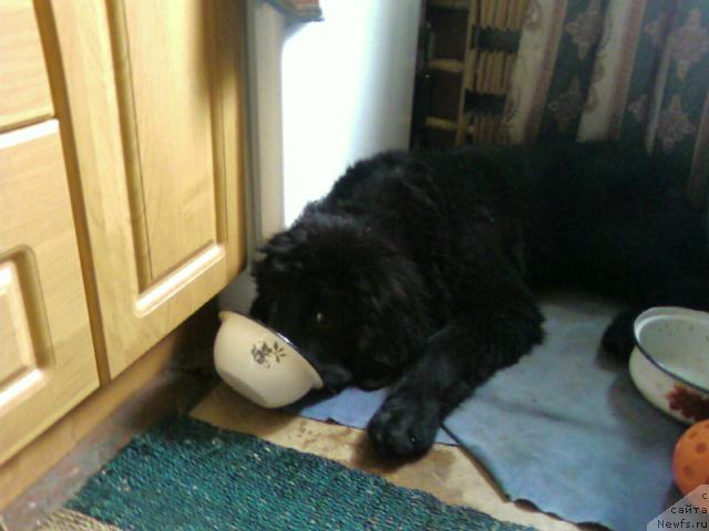 Фото: ньюфаундленд Azazel' Nejnyiy Cvetok (Азазель Нежный Цветок)