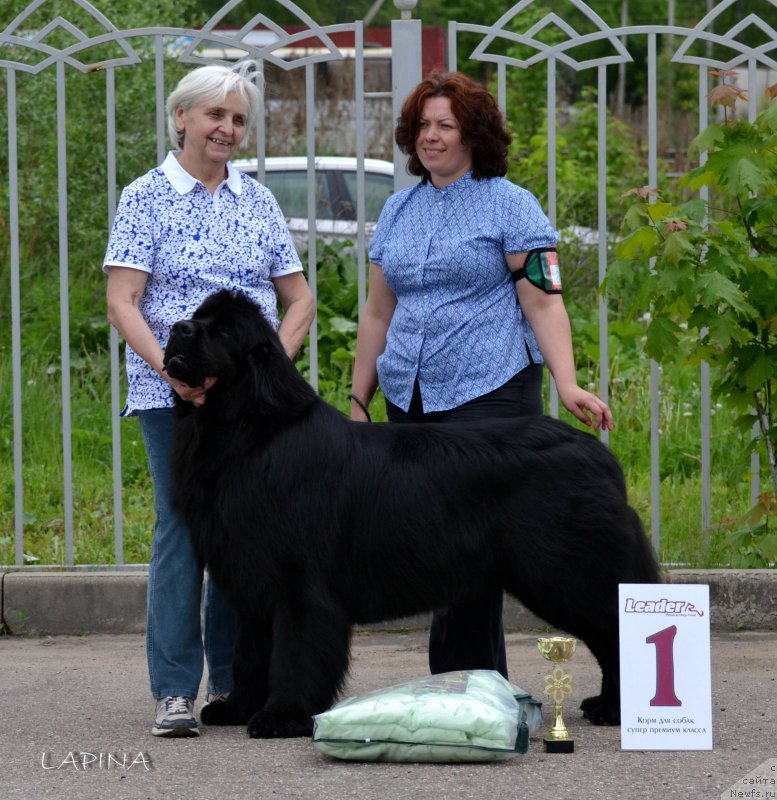 Фото: ньюфаундленд Chisty Brilliant Amigo (Чистый Бриллиант Амиго), Oksana SHevchuk (Оксана Шевчук)