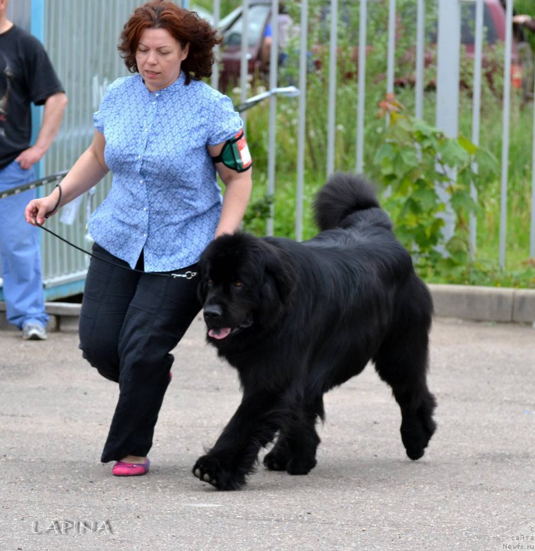 Фото: ньюфаундленд Chisty Brilliant Amigo (Чистый Бриллиант Амиго), Oksana SHevchuk (Оксана Шевчук)