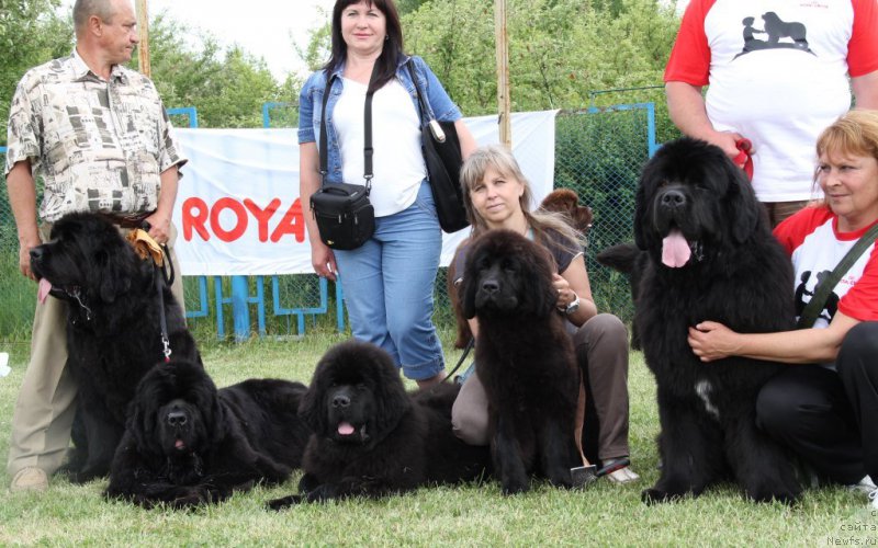 Фото: ньюфаундленд Allegro Con Brio Dinastiya Soverchenstva (Аллегро Кон Брио Династия Совершенства), ньюфаундленд Beguschaya po Volnam Hasta la Vista (Бегущая по Волнам Хаста ла Виста), ньюфаундленд Grem Forward Dinastiya Soverchenstva, ньюфаундленд Galatea Dinastiya Soverchenstva, ньюфаундленд Angel Khranitel Vernon