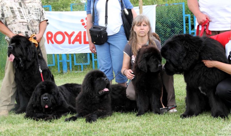 Фото: ньюфаундленд Allegro Con Brio Dinastiya Soverchenstva (Аллегро Кон Брио Династия Совершенства), ньюфаундленд Beguschaya po Volnam Hasta la Vista (Бегущая по Волнам Хаста ла Виста), ньюфаундленд Grem Forward Dinastiya Soverchenstva, ньюфаундленд Galatea Dinastiya Soverchenstva, ньюфаундленд Angel Khranitel Vernon