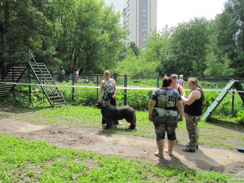 Фото: ньюфаундленд Melty Wave Marine Tifeya (Мелти Вейв Марин Тифея), Anna Petrushkina (Анна Петрушкина)