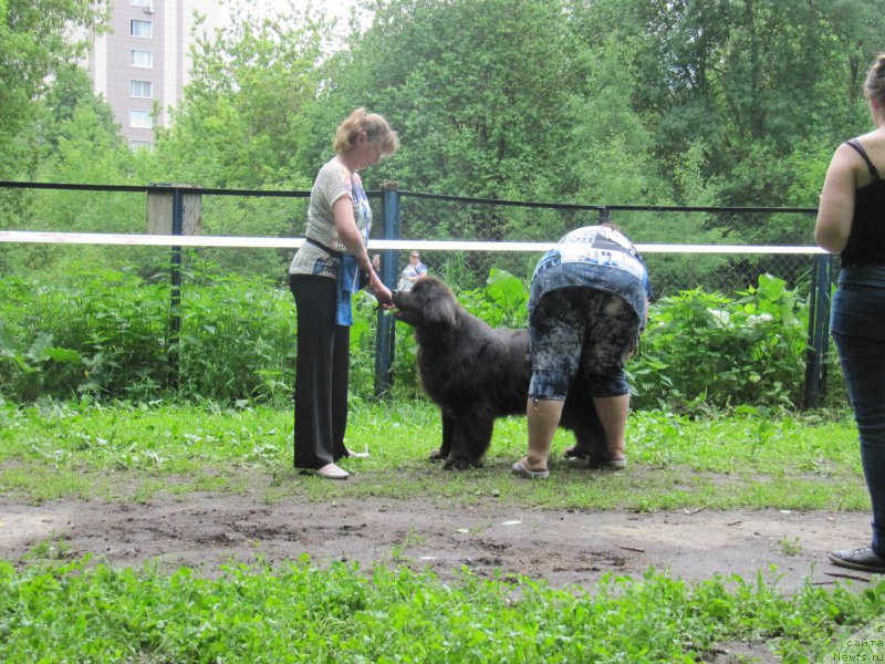 Фото: ньюфаундленд Melty Wave Marine Tifeya (Мелти Вейв Марин Тифея), Anna Petrushkina (Анна Петрушкина)