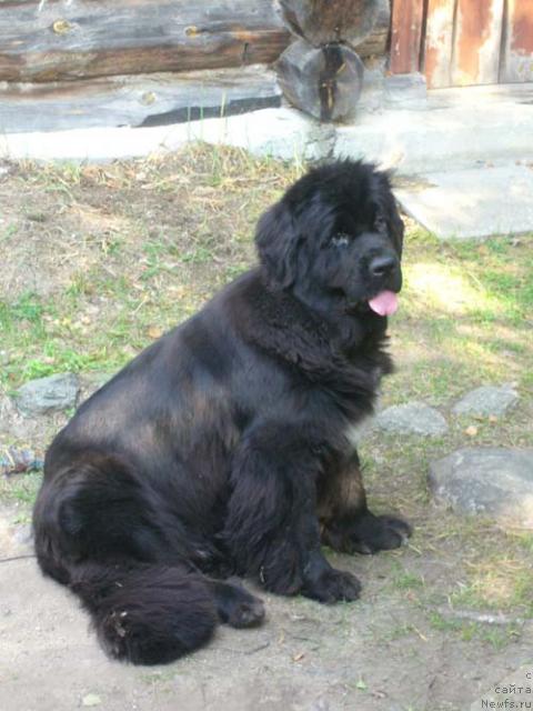 Фото: ньюфаундленд Super Bizon Antaliya (Супер Бизон Анталия)