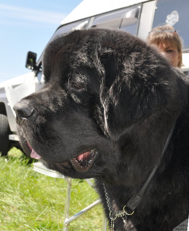 Фото: ньюфаундленд Beguschaya po Volnam Сhart Topper (Бегущая по Волнам Чарт Топпер)
