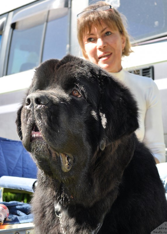 Фото: ньюфаундленд Beguschaya po Volnam Сhart Topper (Бегущая по Волнам Чарт Топпер)