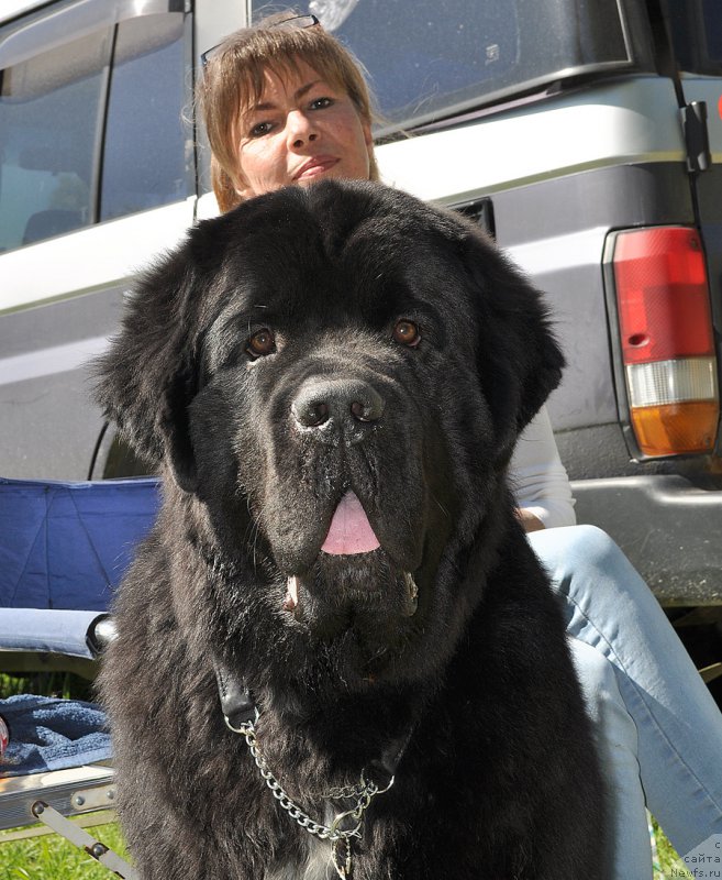 Фото: ньюфаундленд Beguschaya po Volnam Сhart Topper (Бегущая по Волнам Чарт Топпер)