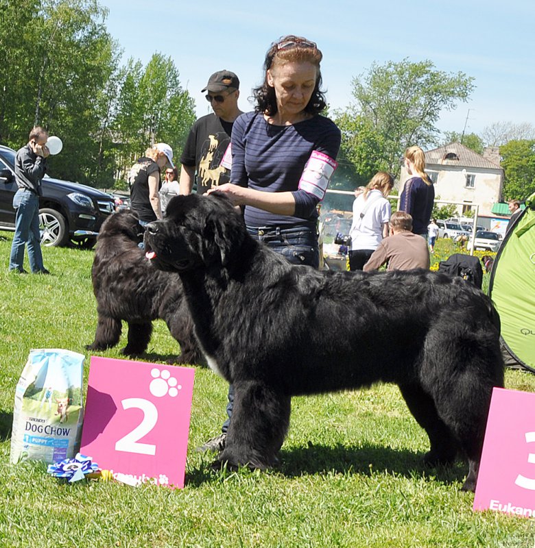 Фото: ньюфаундленд Beguschaya po Volnam Сhart Topper (Бегущая по Волнам Чарт Топпер)