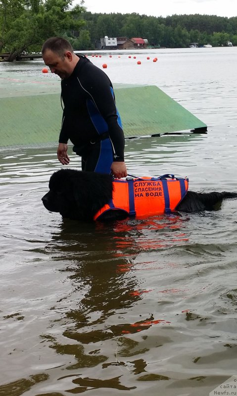 Фото: Andrey Vasil'cov (Андрей Васильцов), ньюфаундленд Laymar Seynari (Лаймар Сейнари)