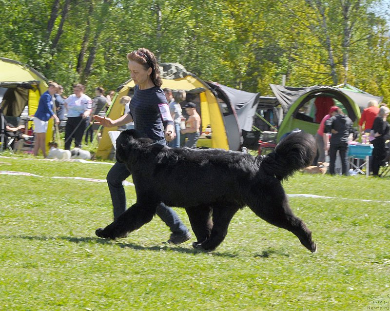 Фото: ньюфаундленд Beguschaya po Volnam Сhart Topper (Бегущая по Волнам Чарт Топпер)