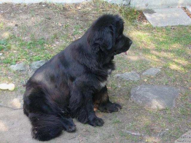 Фото: ньюфаундленд Super Bizon Antaliya (Супер Бизон Анталия)