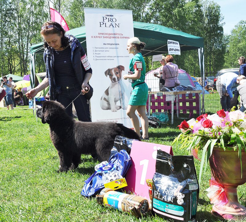Фото: ньюфаундленд Beguschaya po Volnam Bravo Bravissimo (Бегущая по Волнам Браво Брависсимо)