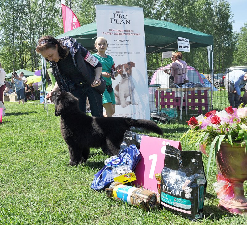Фото: ньюфаундленд Beguschaya po Volnam Bravo Bravissimo (Бегущая по Волнам Браво Брависсимо)