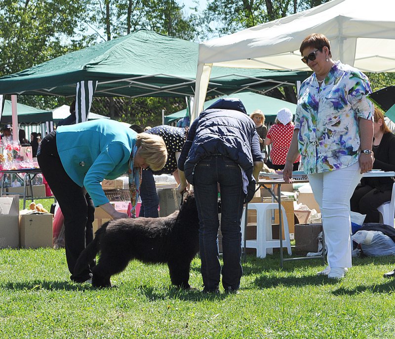 Фото: ньюфаундленд Beguschaya po Volnam Bravo Bravissimo (Бегущая по Волнам Браво Брависсимо)
