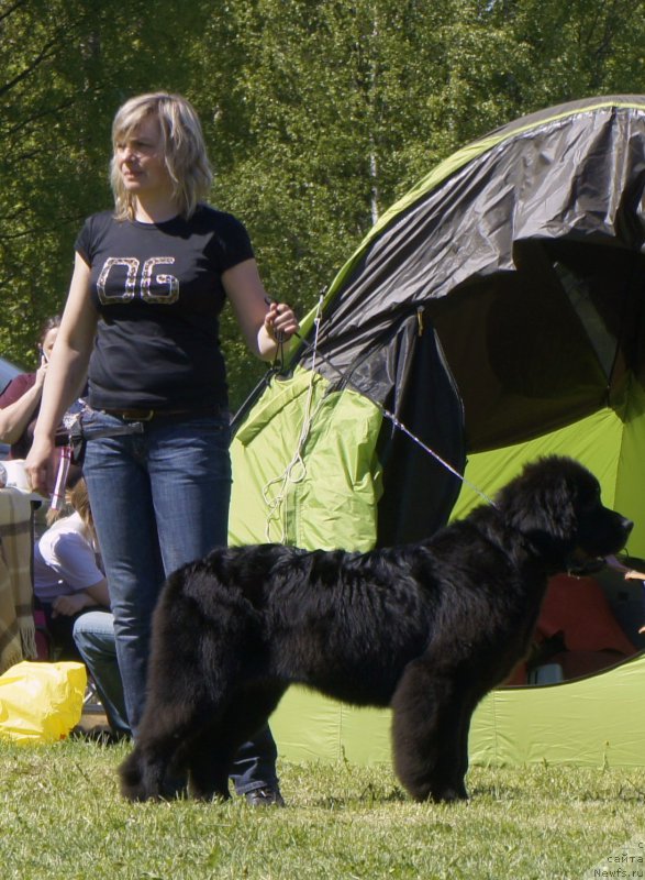 Фото: ньюфаундленд Love Inside Your Soul Moon Bear (Love Inside Your Soul Moon Bear)