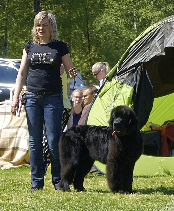 Фото: ньюфаундленд Love Inside Your Soul Moon Bear (Love Inside Your Soul Moon Bear)