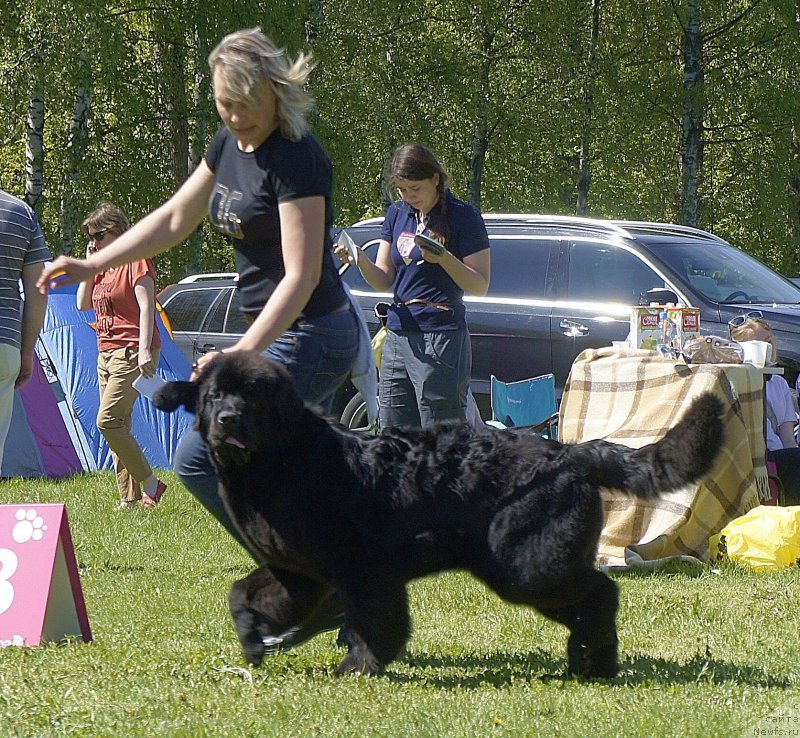 Фото: ньюфаундленд Love Inside Your Soul Moon Bear (Love Inside Your Soul Moon Bear)