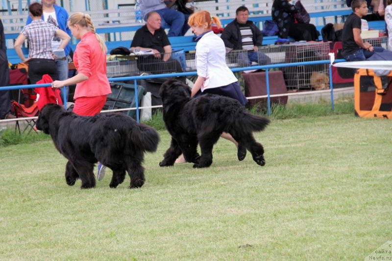 Фото: Aisha Breathtaking, ньюфаундленд Allegro Con Brio Dinastiya Soverchenstva (Аллегро Кон Брио Династия Совершенства)