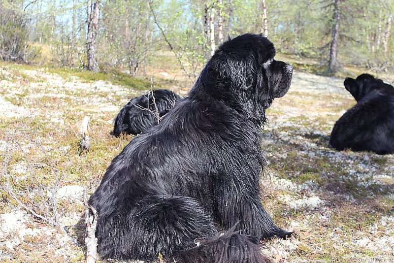 Фото: ньюфаундленд King of Helluland You Shock Me