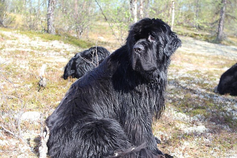 Фото: ньюфаундленд King of Helluland You Shock Me