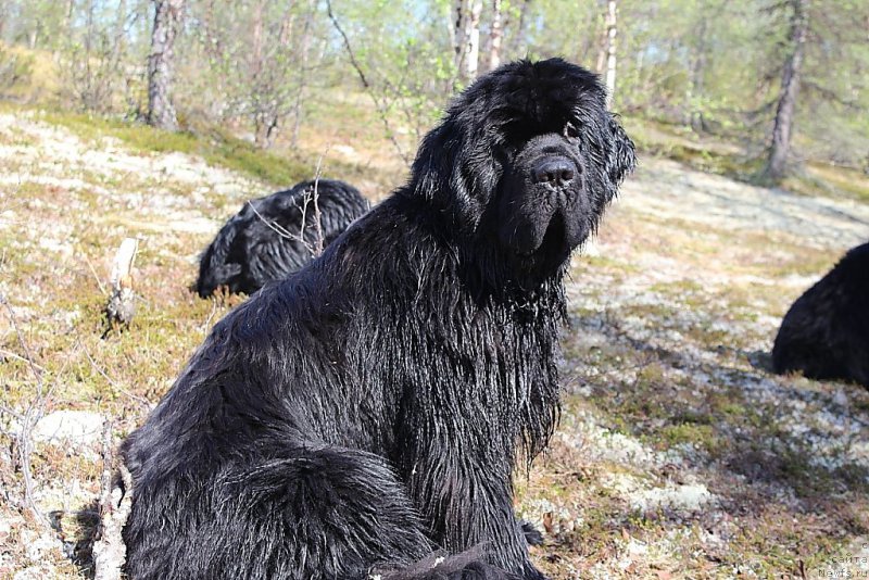 Фото: ньюфаундленд King of Helluland You Shock Me