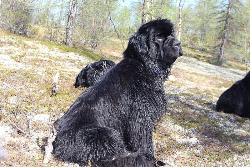 Фото: ньюфаундленд King of Helluland You Shock Me