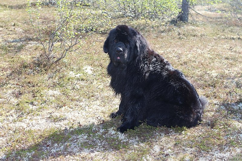 Фото: ньюфаундленд YAntarnaya Mechta (Янтарная Мечта)