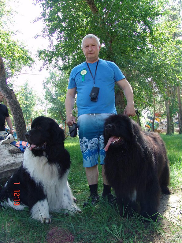 Фото: ньюфаундленд Mag Ispolin Imperator (Маг Исполин Император), и его дочь Найсберри