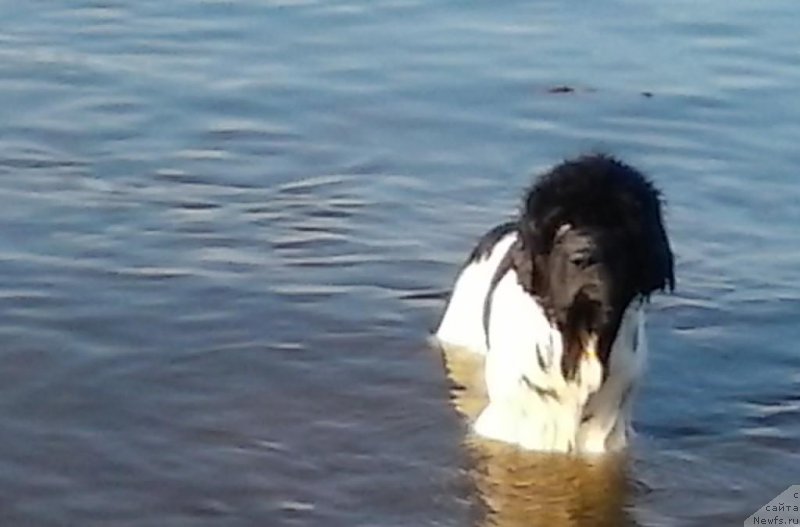 Фото: ньюфаундленд Super Bizon Baton (Супер Бизон Батон)