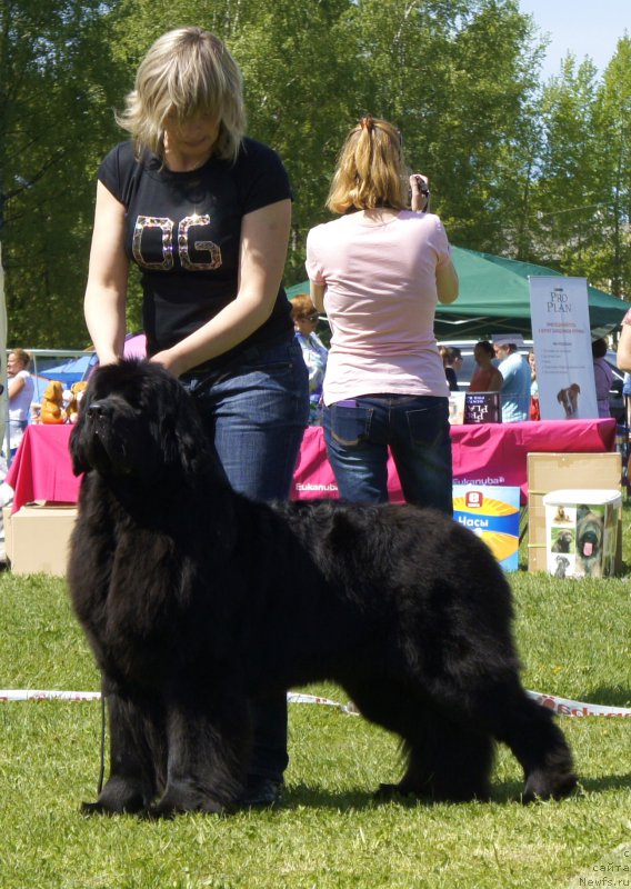Фото: ньюфаундленд Smigar Time Line (Смигар Тайм Лайн)