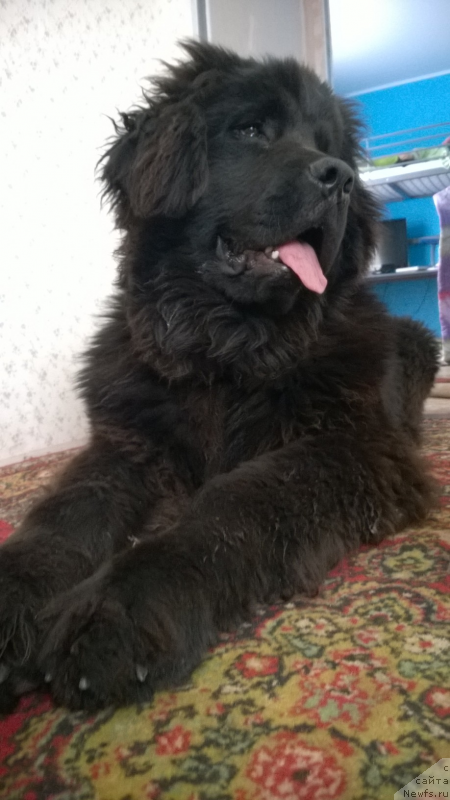 Фото: ньюфаундленд CHernyiy SHarm Djud Lou (Черный Шарм Джуд Лоу)