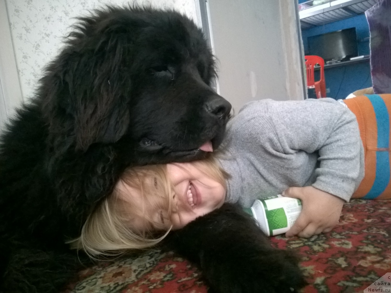 Фото: ньюфаундленд CHernyiy SHarm Djud Lou (Черный Шарм Джуд Лоу)