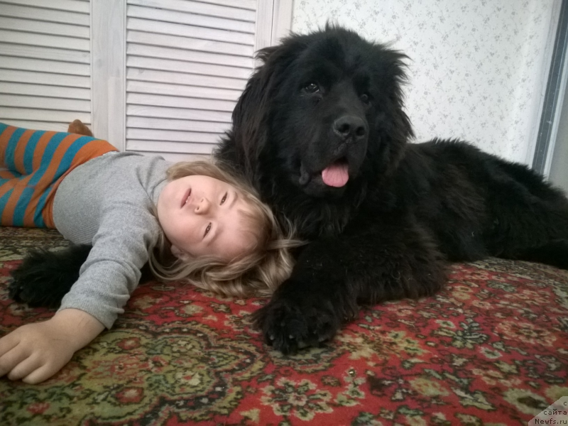 Фото: ньюфаундленд CHernyiy SHarm Djud Lou (Черный Шарм Джуд Лоу)