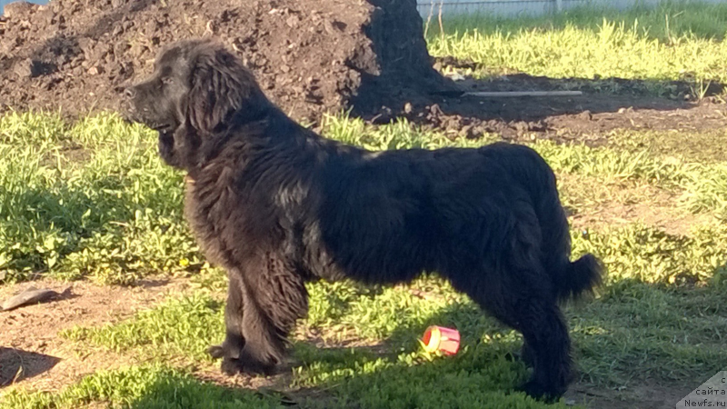 Фото: ньюфаундленд CHernyiy SHarm Djud Lou (Черный Шарм Джуд Лоу)