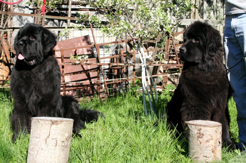 Фото: ньюфаундленд Chernaya Mafia Shrodinger Theory (Черная Мафия Шродингер Тхеору), ньюфаундленд Chernaya Mafia Shengen Visa (Черная Мафия Шенген Виза)