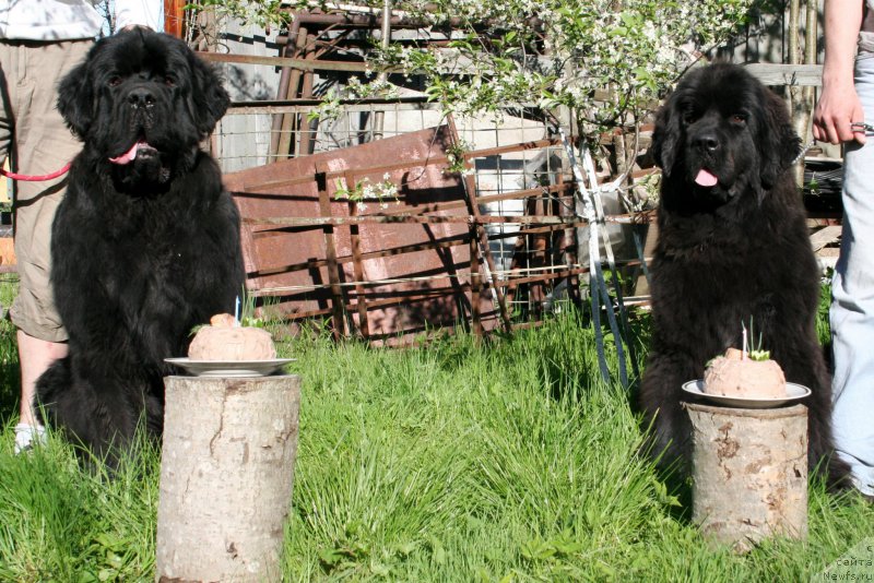 Фото: ньюфаундленд Chernaya Mafia Shrodinger Theory (Черная Мафия Шродингер Тхеору), ньюфаундленд Chernaya Mafia Shengen Visa (Черная Мафия Шенген Виза)