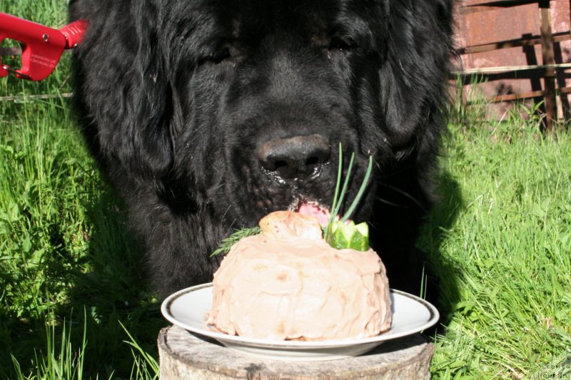 Фото: ньюфаундленд Chernaya Mafia Shrodinger Theory (Черная Мафия Шродингер Тхеору)