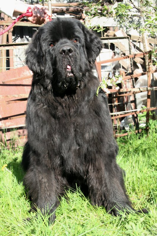 Фото: ньюфаундленд Chernaya Mafia Shrodinger Theory (Черная Мафия Шродингер Тхеору)